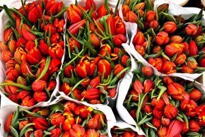 AMSTERDAM 0120060420_3455