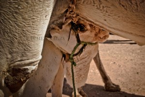 MARRUECOS 0120071102_3508