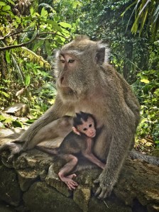 BALI 0120150724_3898