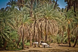 EGIPTO 0120120829_3621