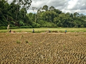 SULAWESI 0120150718_3866