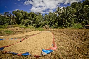 SULAWESI 0120150718_3872