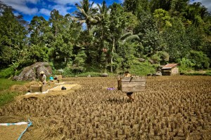 SULAWESI 0120150718_3876