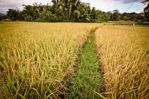 SULAWESI 0120150718_3885